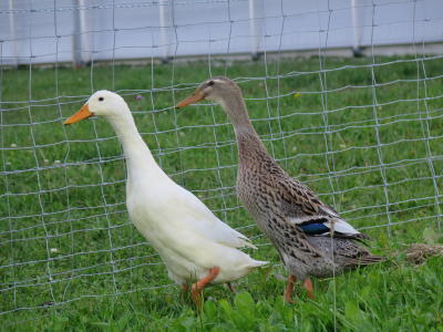 Neuzugang am Bauernhof