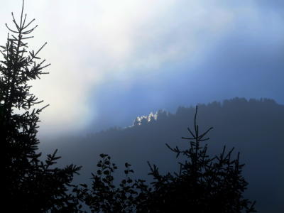 der Nebel verschwindet, die Sonne kommt hinter den Bäumen hervor