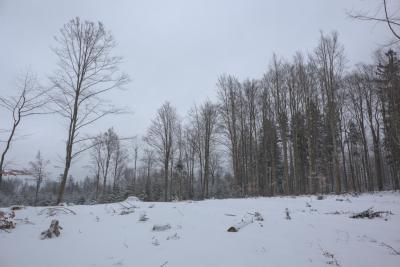 Gipfelbereich Riesberg